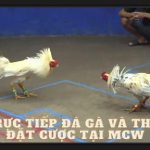 Xem Trực Tiếp Đá Gà Và Tham Gia Đặt Cược Tại MCW