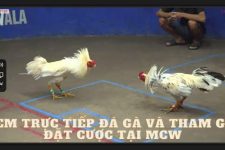 Xem Trực Tiếp Đá Gà Và Tham Gia Đặt Cược Tại MCW