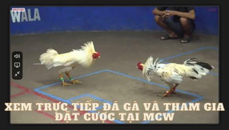 Xem Trực Tiếp Đá Gà Và Tham Gia Đặt Cược Tại MCW